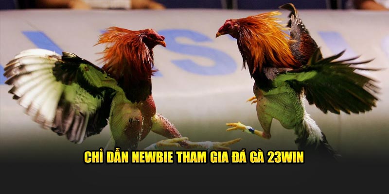 Chỉ dẫn newbie tham gia đá gà 23Win