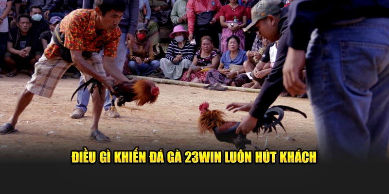 Điều gì khiến đá gà 23Win luôn hút khách