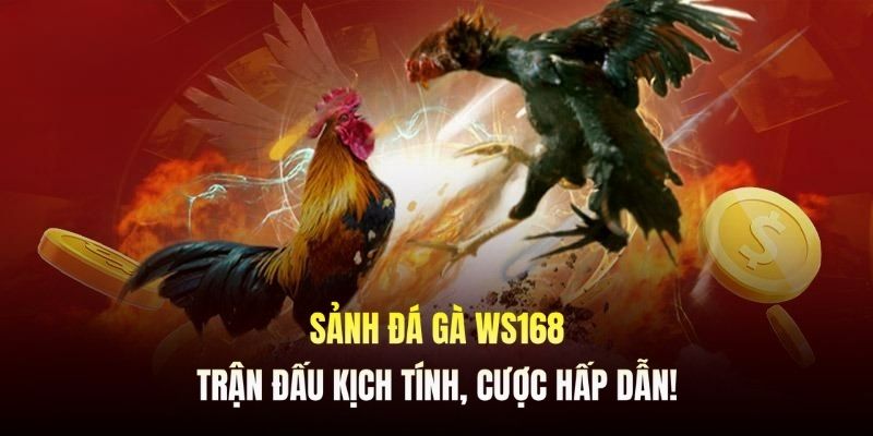 Sảnh Đá Gà Ws168 - Tổng Hợp Trận Đấu Kịch Tính, Cược Hấp Dẫn